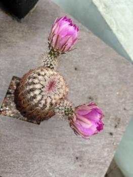 Echinocereus pectinatus v rigidissimus